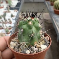 Copiapoa cinerea v. dealbata f. longispina KK 609