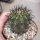 Copiapoa coquimbana