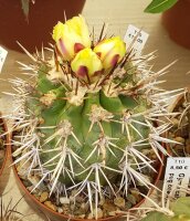 Copiapoa cuprea