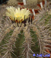 Copiapoa desertorum WK 785