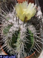 Copiapoa desertorum WK 785