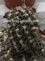 Copiapoa echinoides