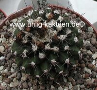 Copiapoa esmeraldana