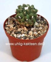 Copiapoa esmeraldana KK 1733