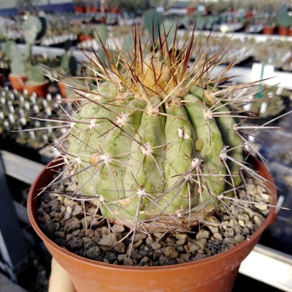 Copiapoa gigantea KK 614