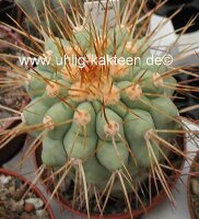 Copiapoa gigantea KK 614