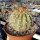 Copiapoa gigantea KK 614