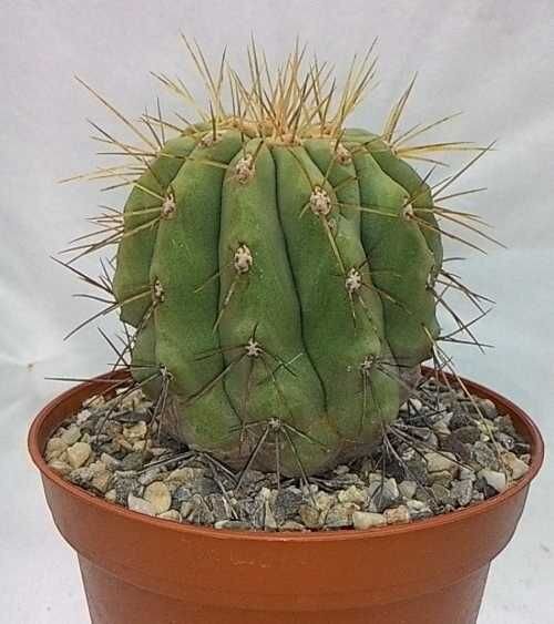 Copiapoa haseltoniana