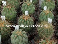 Copiapoa haseltoniana
