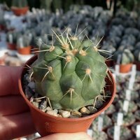 Copiapoa haseltoniana