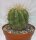 Copiapoa haseltoniana