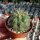 Copiapoa haseltoniana