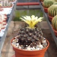 Copiapoa humilis