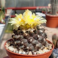 Copiapoa humilis