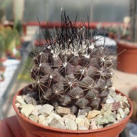 Copiapoa humilis