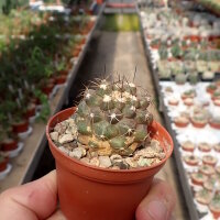 Copiapoa humilis
