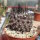 Copiapoa humilis