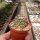 Copiapoa humilis