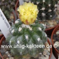 Copiapoa humilis NL 99