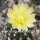 Copiapoa humilis NL 99
