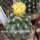 Copiapoa humilis NL 99