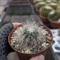 Copiapoa krainziana WK 775