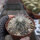 Copiapoa krainziana WK 775