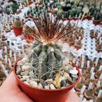Copiapoa krainziana v. brunispina