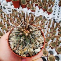 Copiapoa krainziana v. brunispina