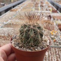 Copiapoa krainziana v. brunispina