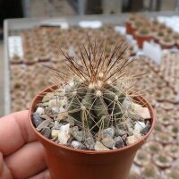 Copiapoa krainziana v. brunispina