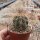 Copiapoa krainziana v. brunispina
