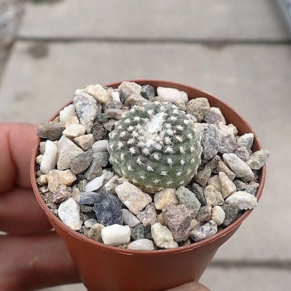 Copiapoa laui