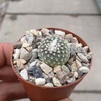 Copiapoa laui