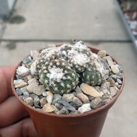 Copiapoa laui