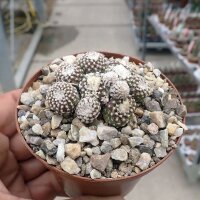 Copiapoa laui