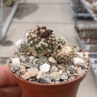 Copiapoa laui