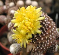 Copiapoa laui