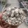 Copiapoa laui