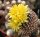 Copiapoa laui
