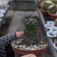 Copiapoa longistaminea WK 782