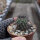 Copiapoa longistaminea WK 782