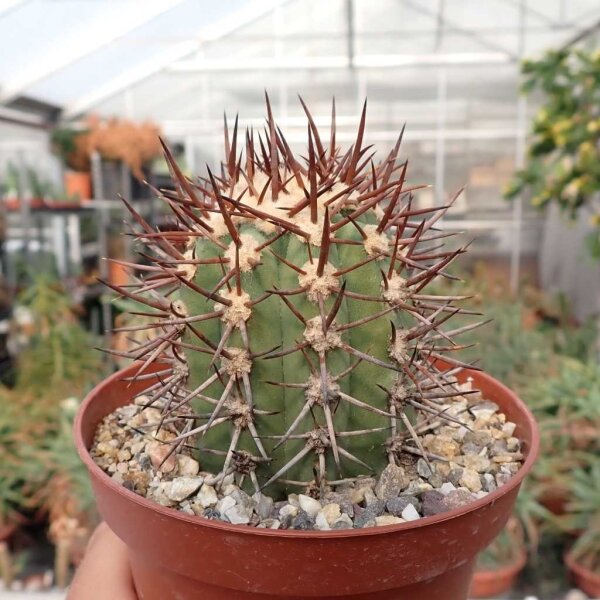 Copiapoa marginata