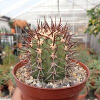 Copiapoa marginata