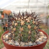 Copiapoa marginata