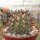 Copiapoa marginata