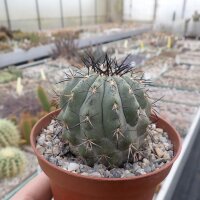 Copiapoa marginata v. magnifica