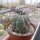 Copiapoa marginata v. magnifica