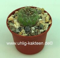 Copiapoa melanohystrix WK 810