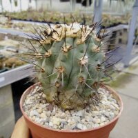 Copiapoa montana